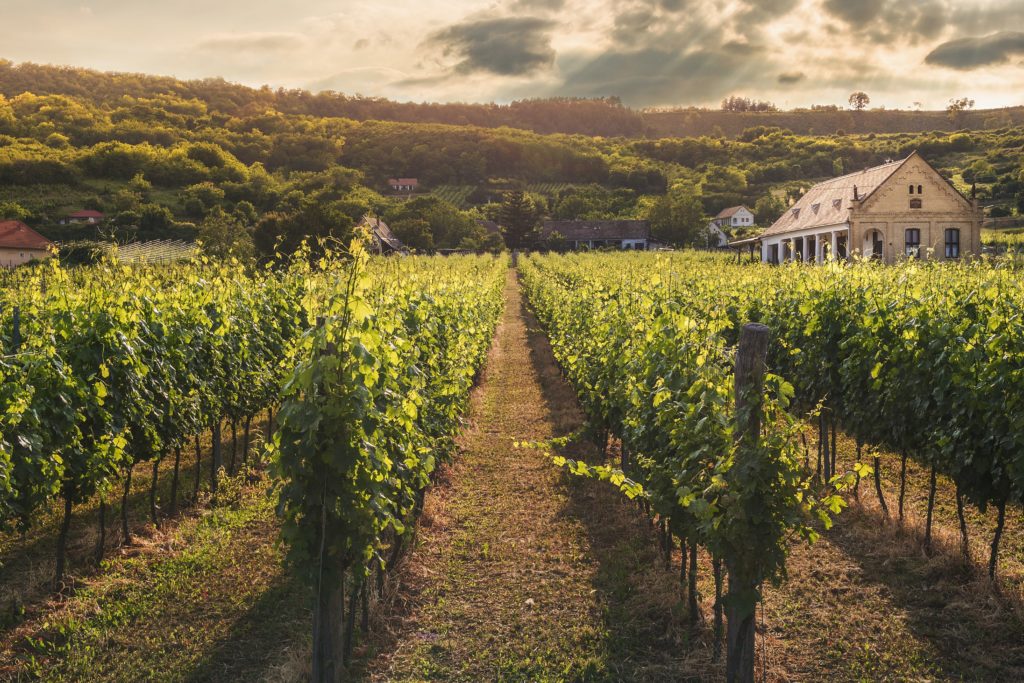 Wijngaard in Frankrijk Bourgogne met landelijk huisje