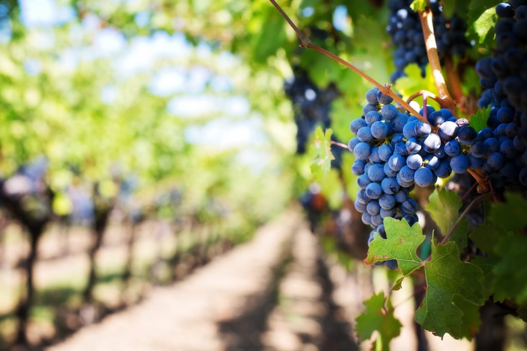 Druiven in een wijngaard in Frankrijk