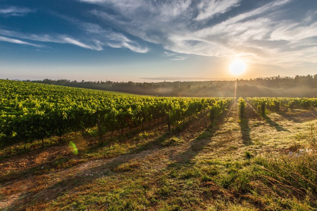 wijngaard in frankrijk met zon