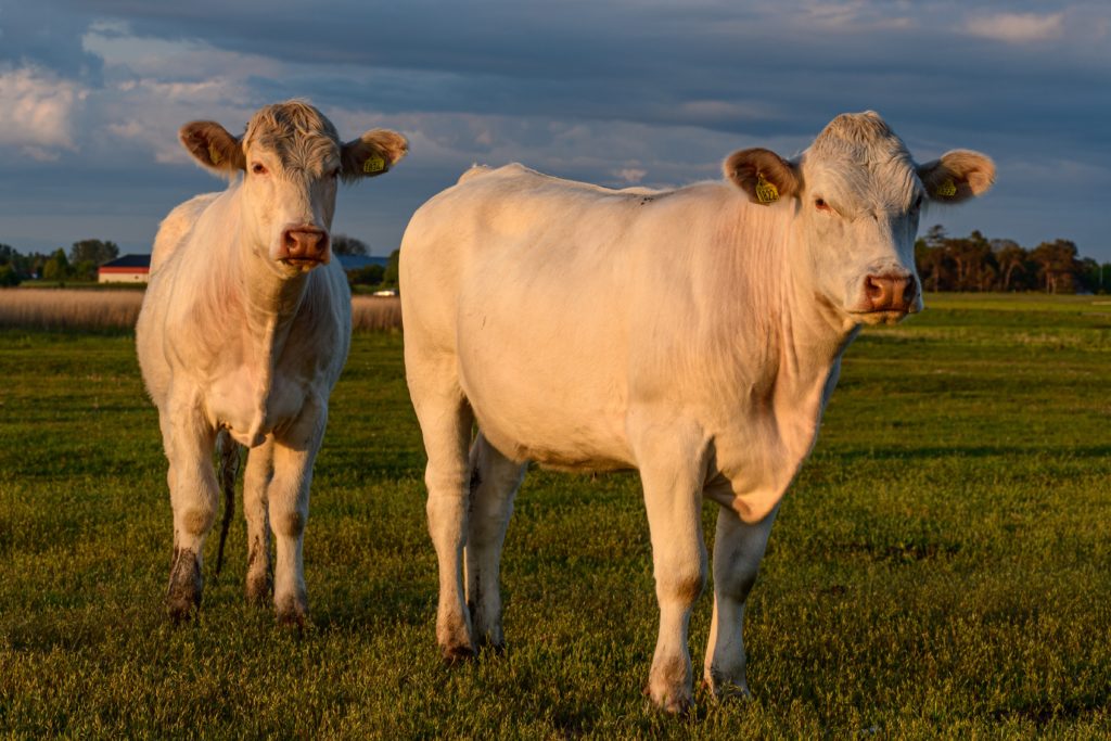 Charolais koeien uit de streek saone-sur-loire, Bougogne