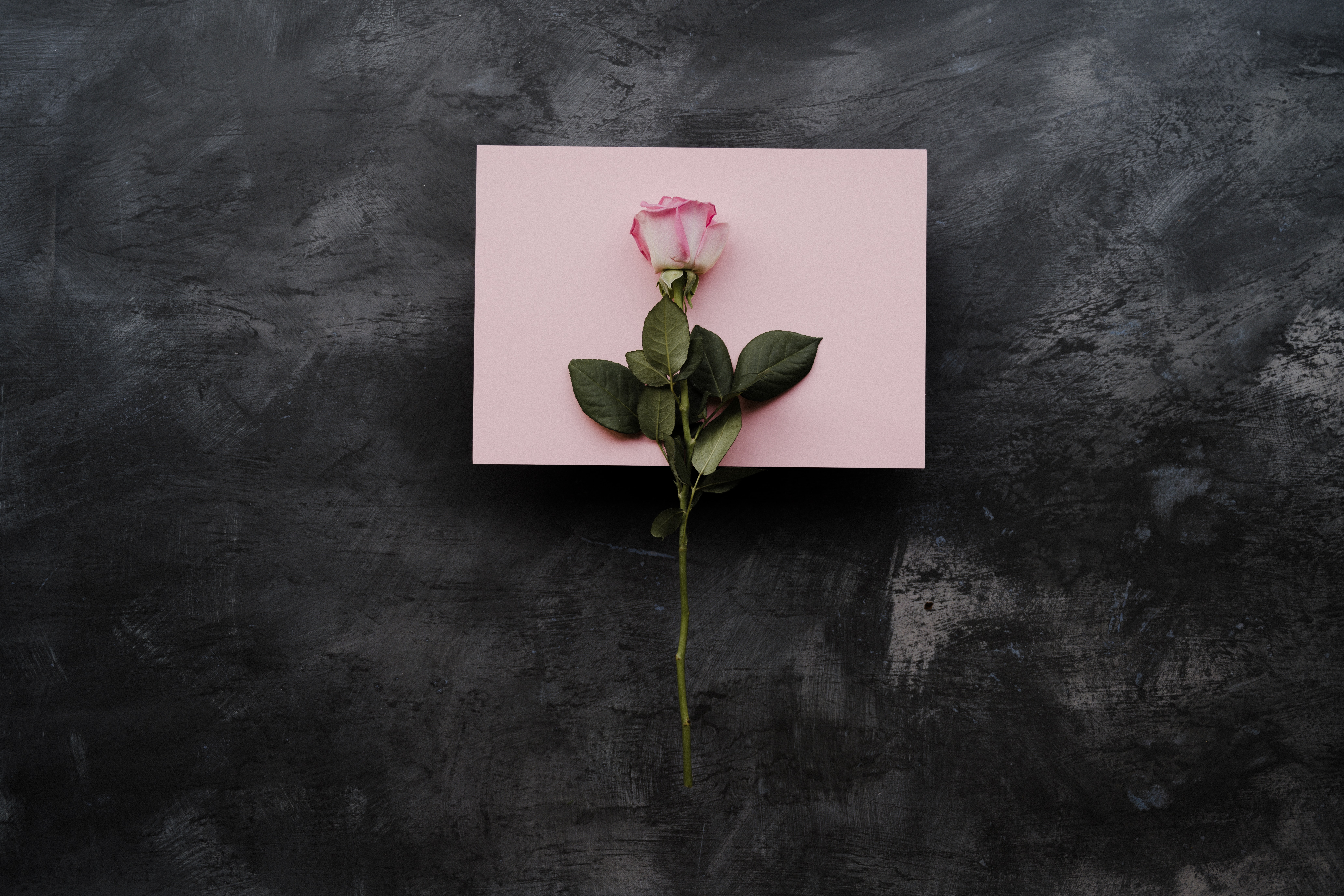 valentijns kaart roze met een roos