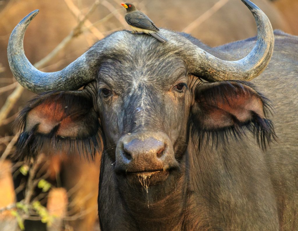 Een vrolijke buffel buiten in de zon (buffelmozzarella)